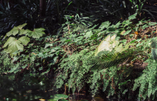 여름철 계곡 주변에서 볼 수 있는 야생 식물들