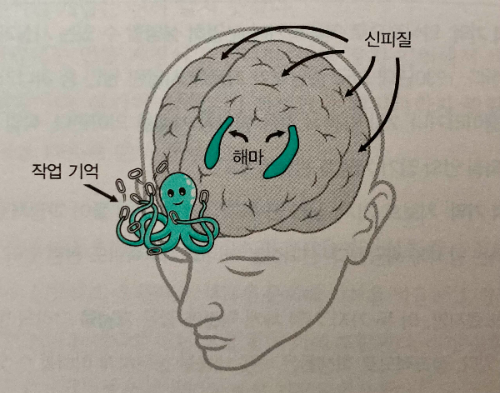 이미지_작업기업-해마를 거쳐서, 신피질로 장기저장