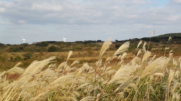 10월 제주도 가볼만한곳 추천 베스트 10. 금백조로 (5.16도로~남조로 구간)