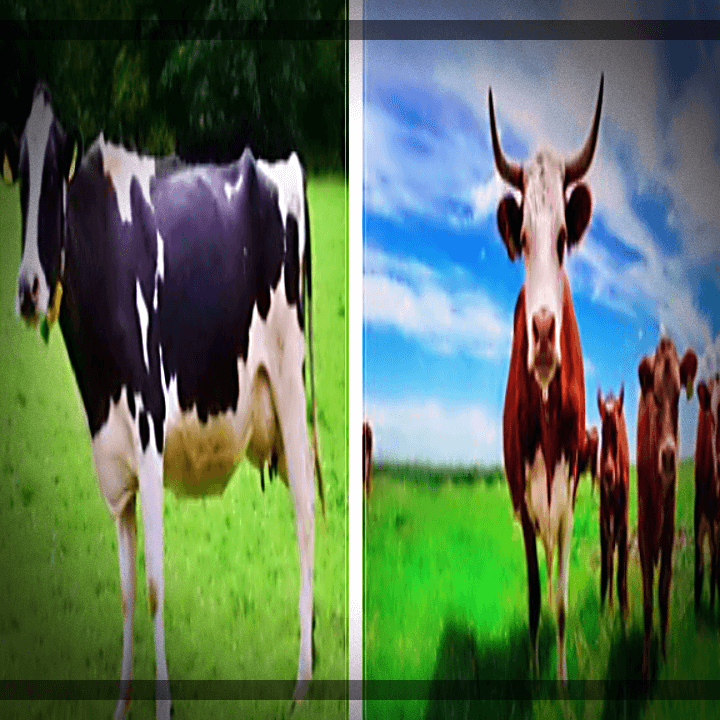 초유단백질-젖소