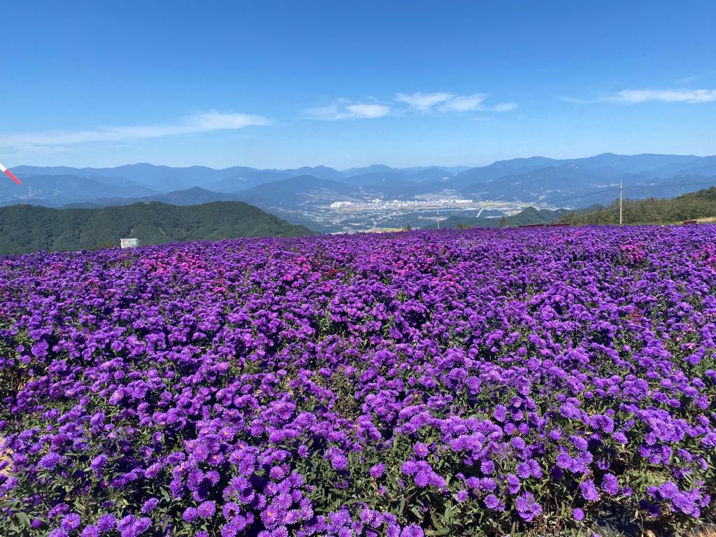 거창 별바람언덕 샤스타데이지