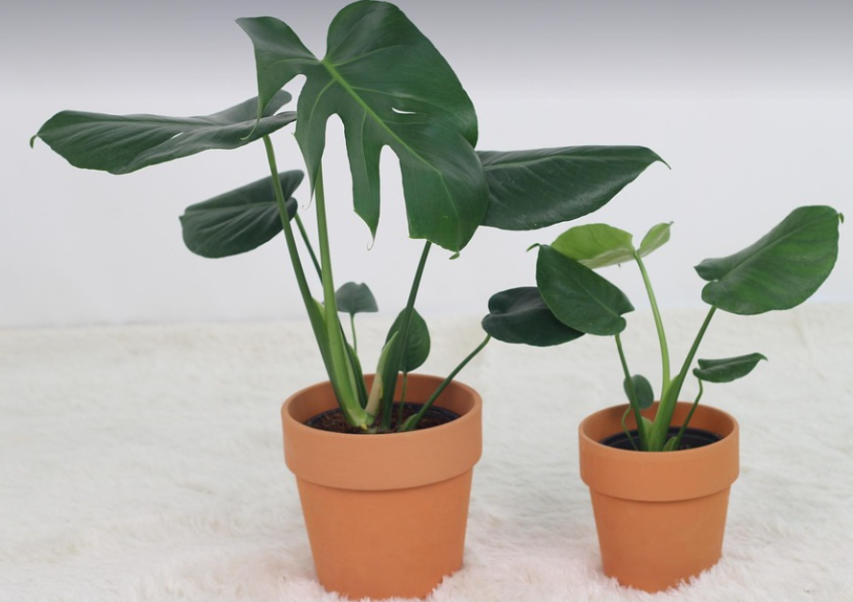 식물 새순이 안 나올 때 해야 할 점검 리스트