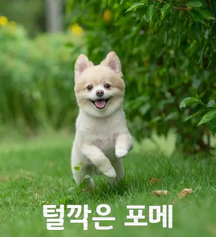 털 깍은 포메라니안