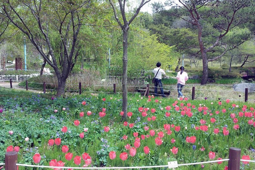 태안 튤립축제
