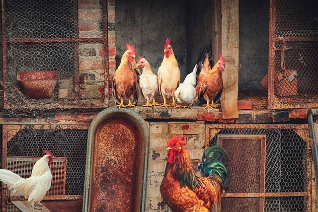 2025년 을사년 1월 운세 (10) 닭띠 '뱀이 나랑도 절친이라며?'