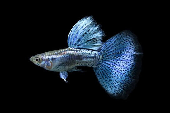 &copy; Blue cobra guppy, Fishcoralreef