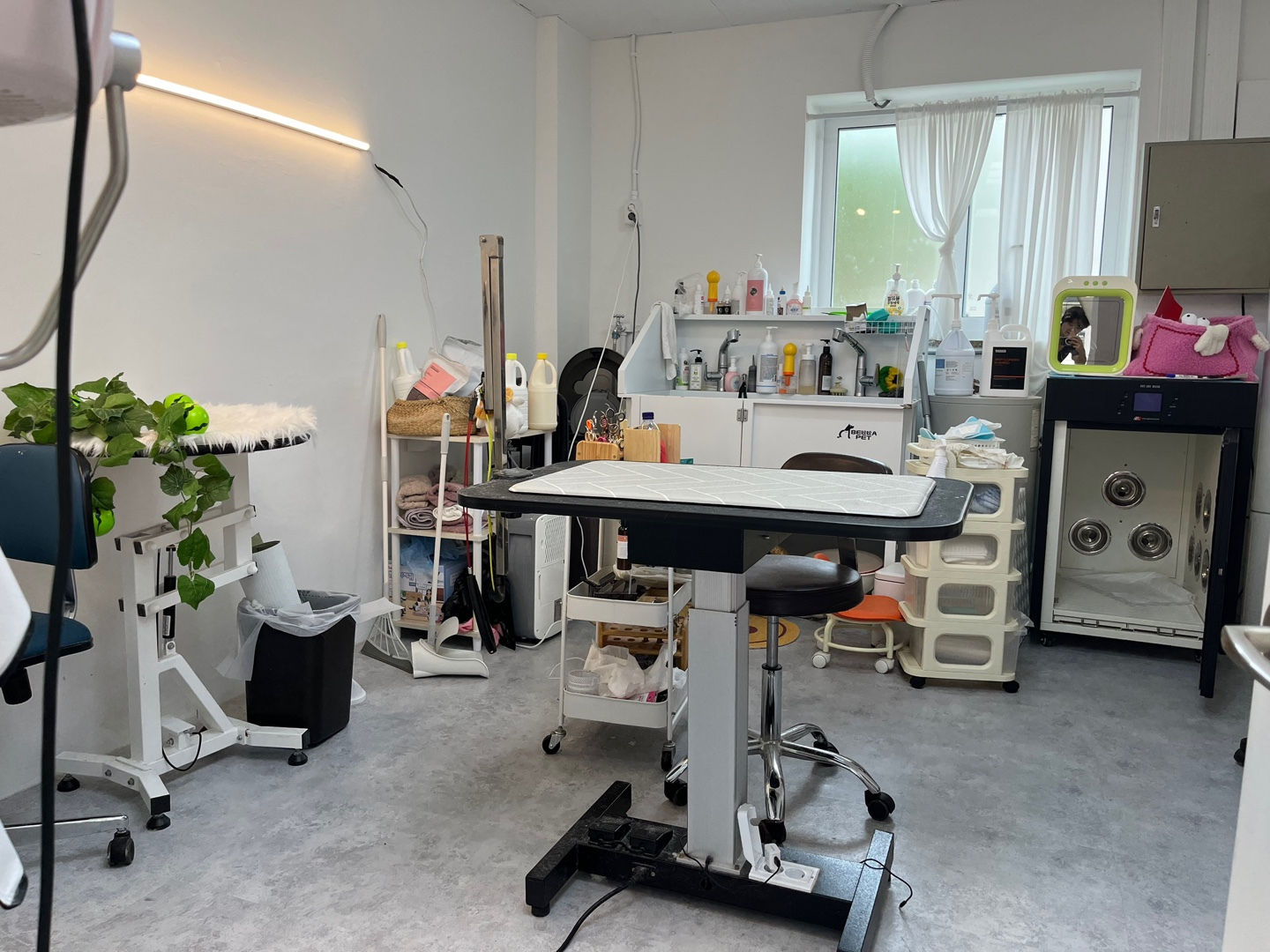 경기 광주 양벌동 애견미용, 강아지 미용, 덕자네 미용실