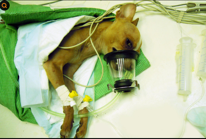 강아지 실비보험이 필요한 이유(실비보험,보장)