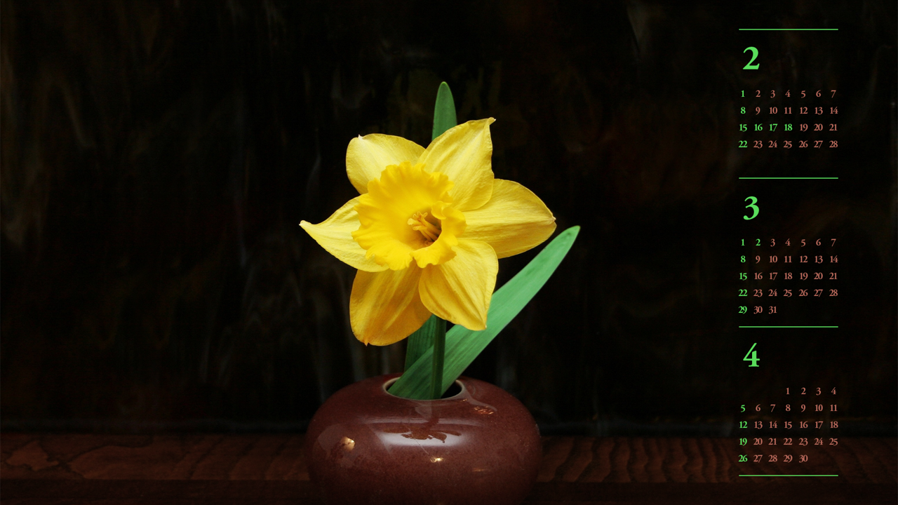 10 노란색 수선화 한송이 검정배경 B - 2026년3월 달력배경화면