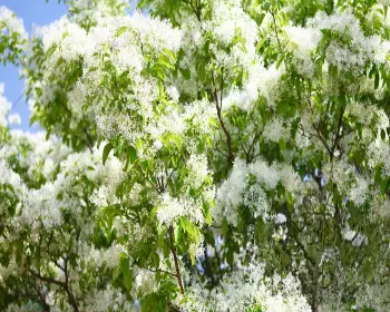 전주 이팝나무 철길_17