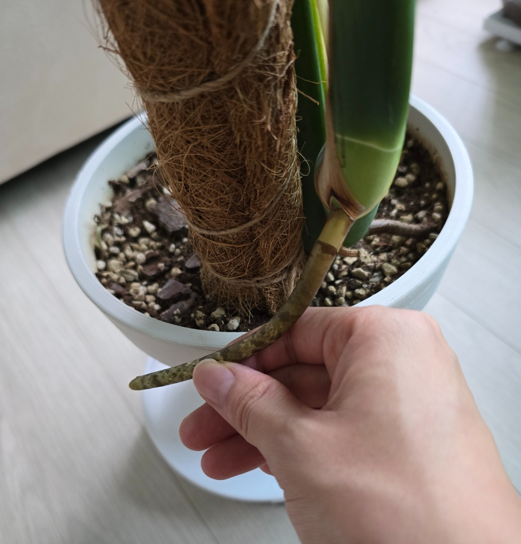 뻣뻣한느낌의 몬스테라 공중뿌리