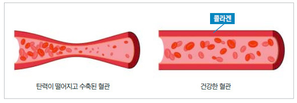 콜라겐-뇌혈관-심혈관-관절-건강-효과-감소-원인
