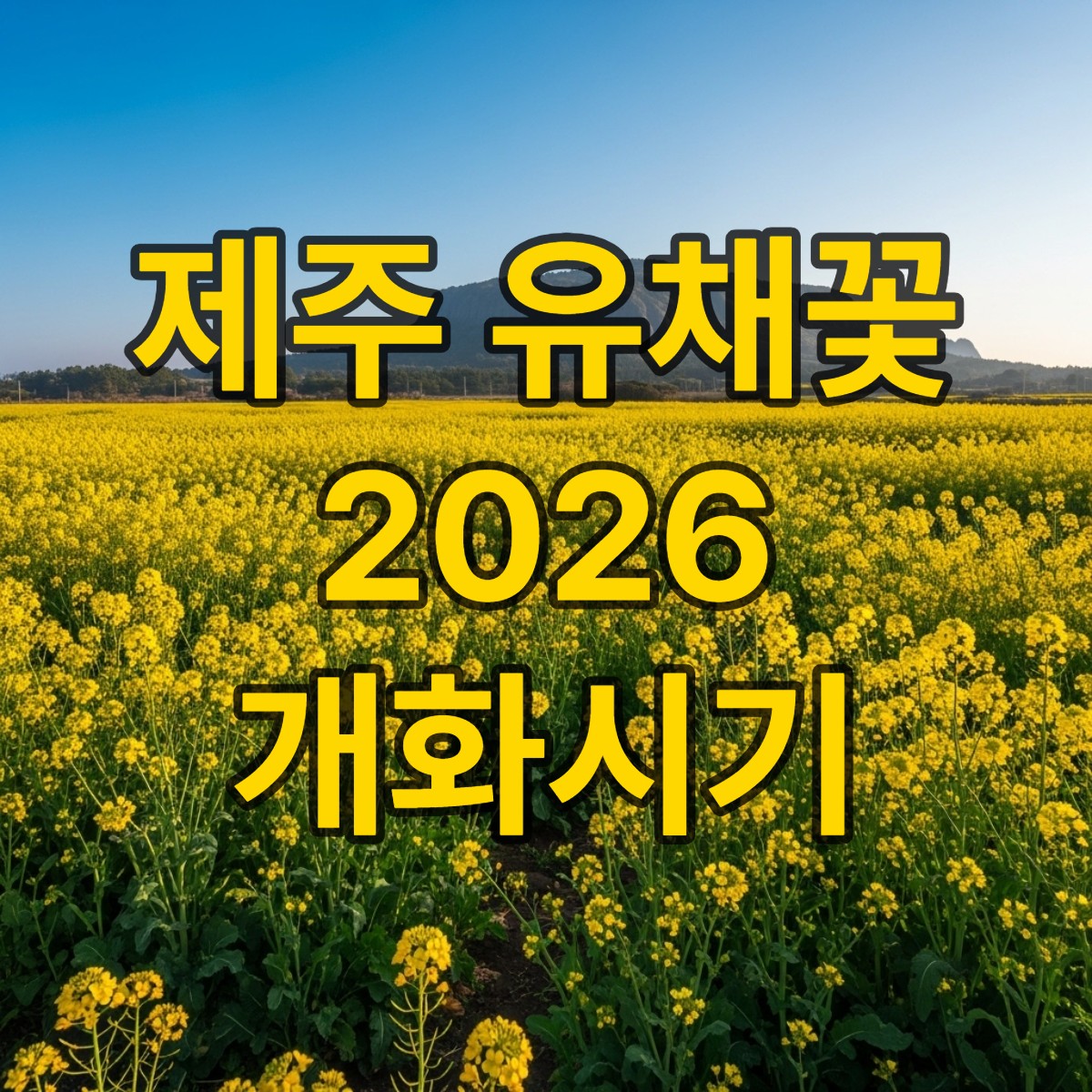 제주도 유채꽃 개화시기