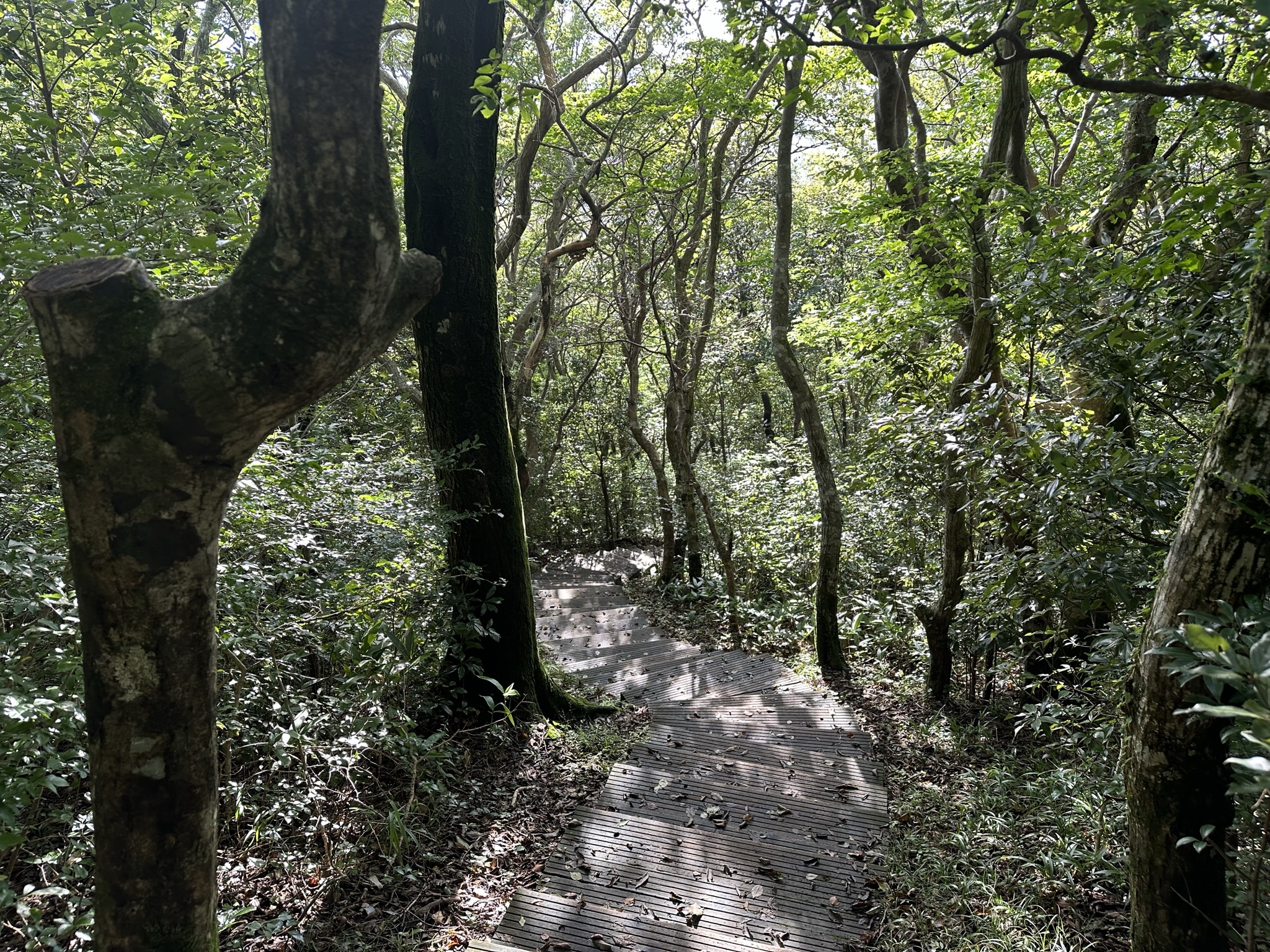 산책로