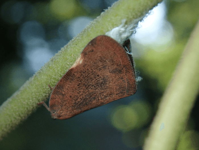 갈색날개매미충
