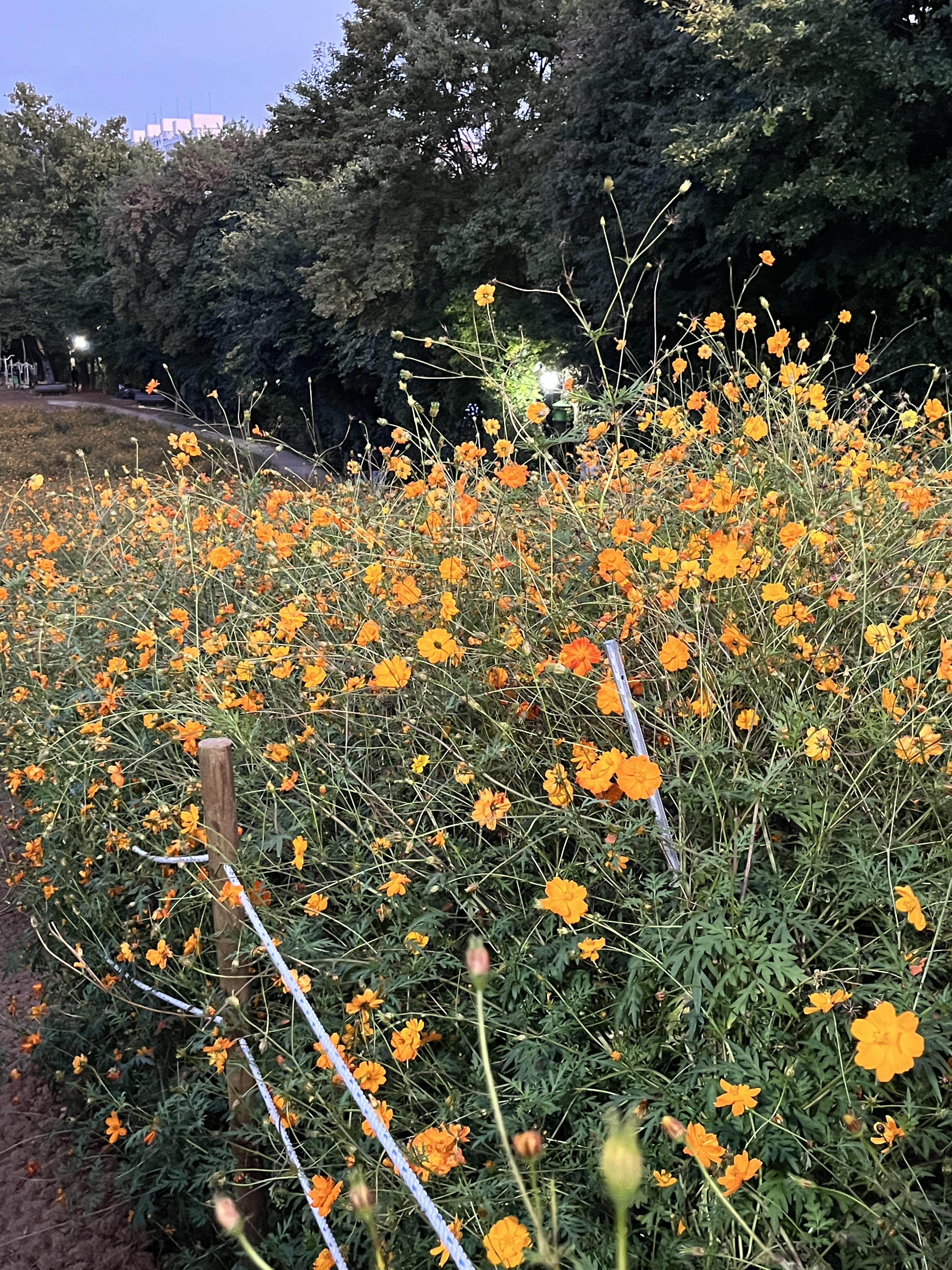 올림픽공원 황화코스모스