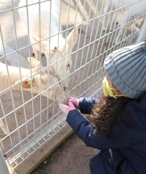베어트리파크 단풍축제