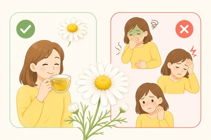 카모마일 하루 섭취량 기준 설명3