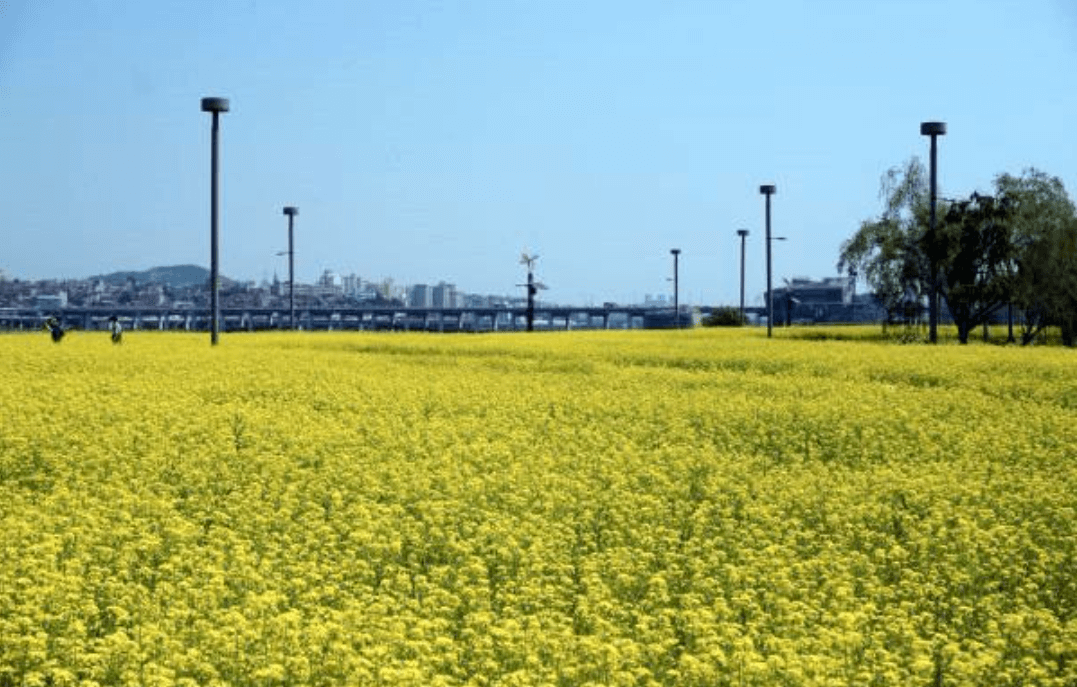 2024 한강 서래섬 유채꽃 축제 프로그램 안내 및 주차장 한강순환관람차 상세 정보