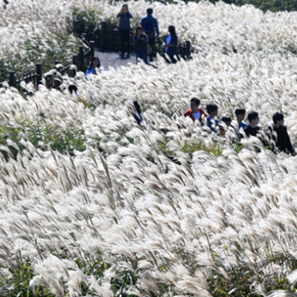 산굼부리 억새