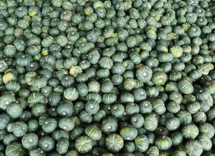 6시내고향 춘천 단호박