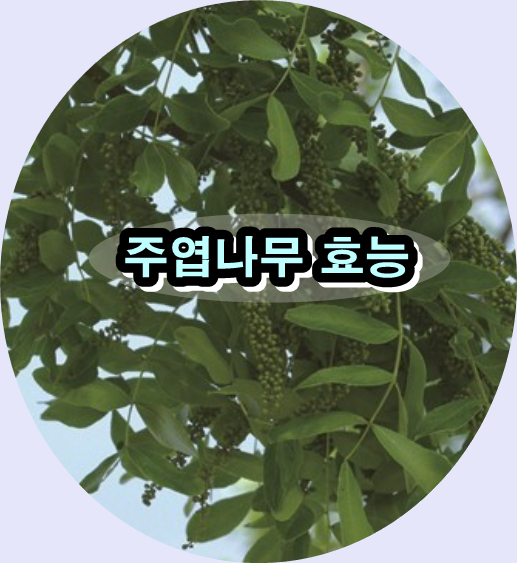 주엽나무 효능,
쥐엄나무,
민간요법,
면역력 강화,
편도염 치료,
중풍 완화,
주엽나무 열매,
자연 치료,
염증 완화,
건강 비법,