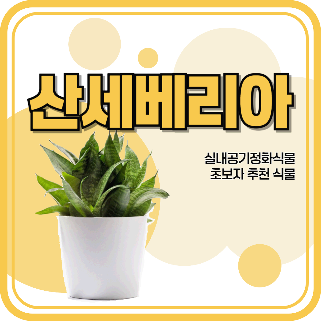 산세베리아