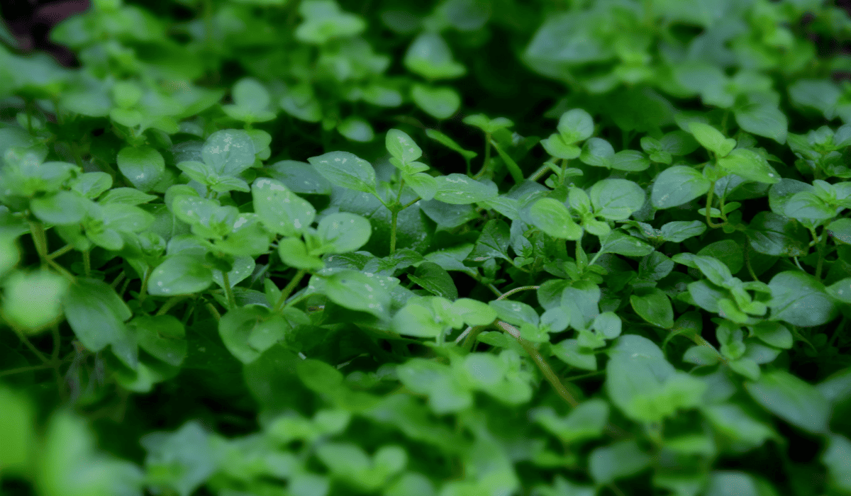 당뇨에_좋은_약초_15