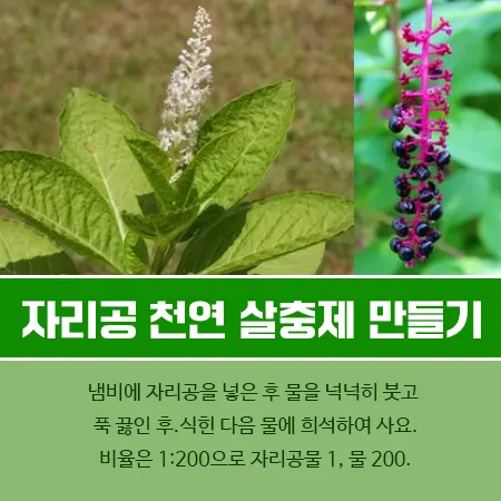 자리공 살충제