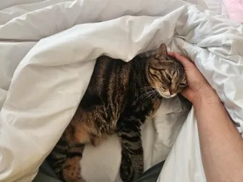 고양이가 집사를 사랑할때 하는 행동_6