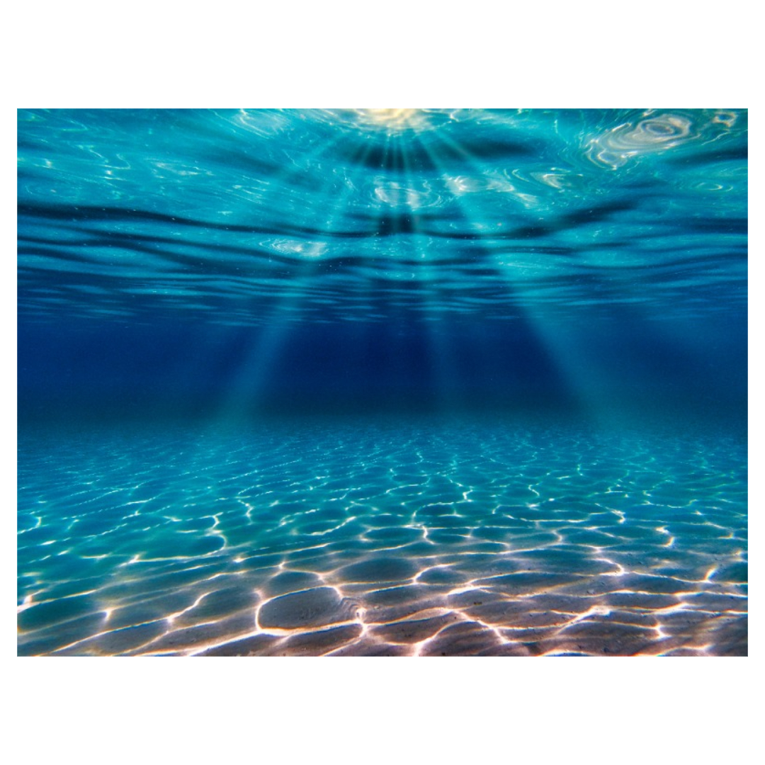 식물성 알티지 오메가3와 관련된 사진입니다.