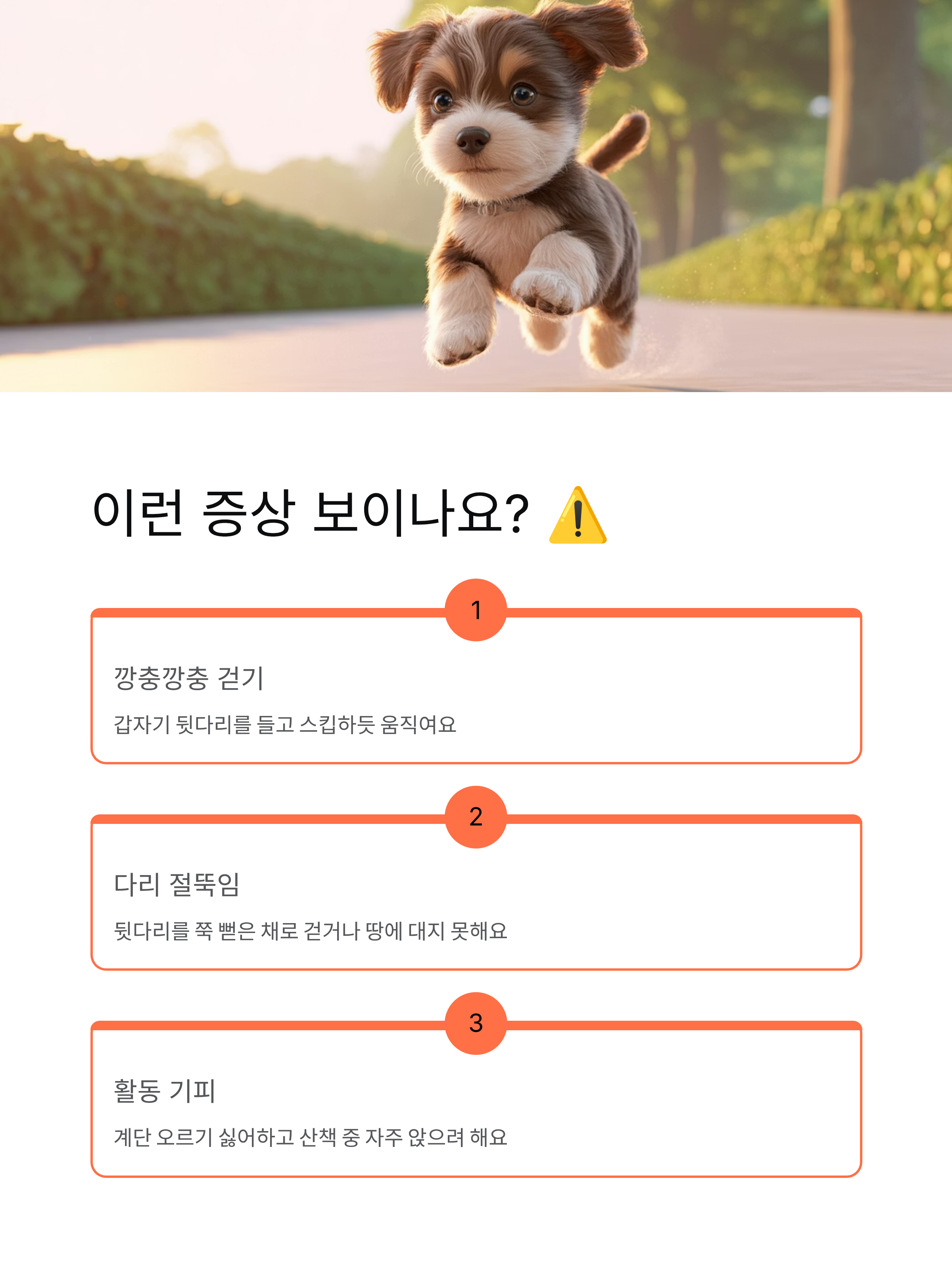 강아지 슬개골탈구 - 증상과 치료법, 우리 아이 다리 절뚝거린다면? 🐕