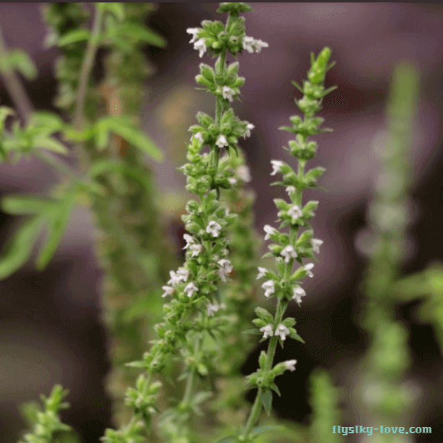 감기 개선에 효과적인 형개