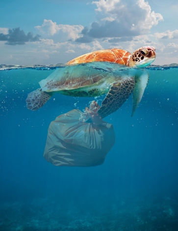 바다식목일
5월 10일 바다식목일