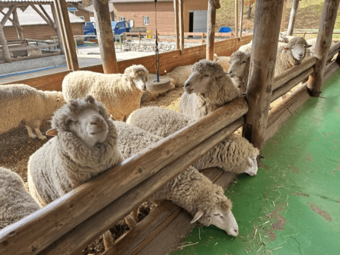 대관령양떼목장