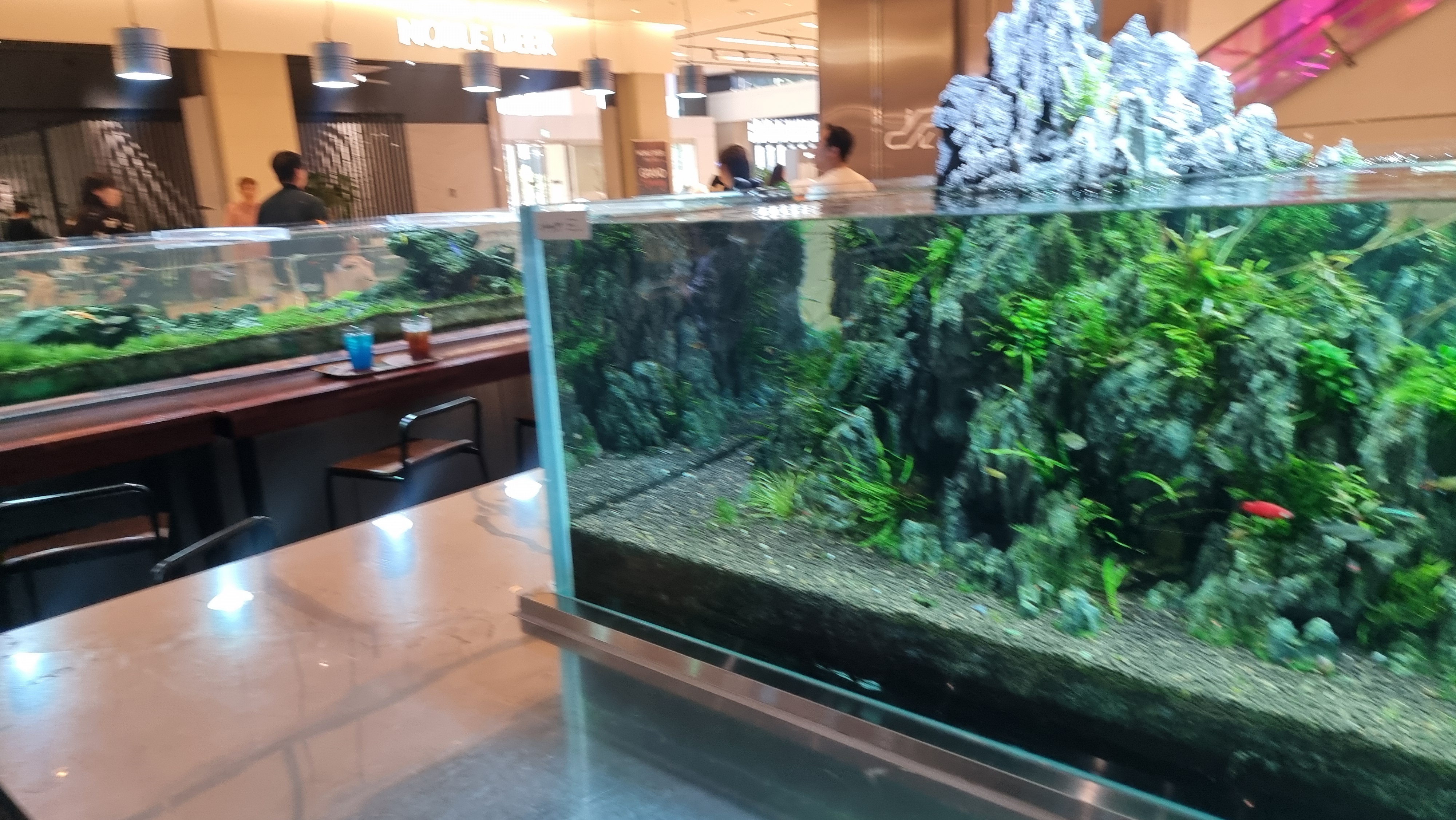 아쿠아가든카페 어항