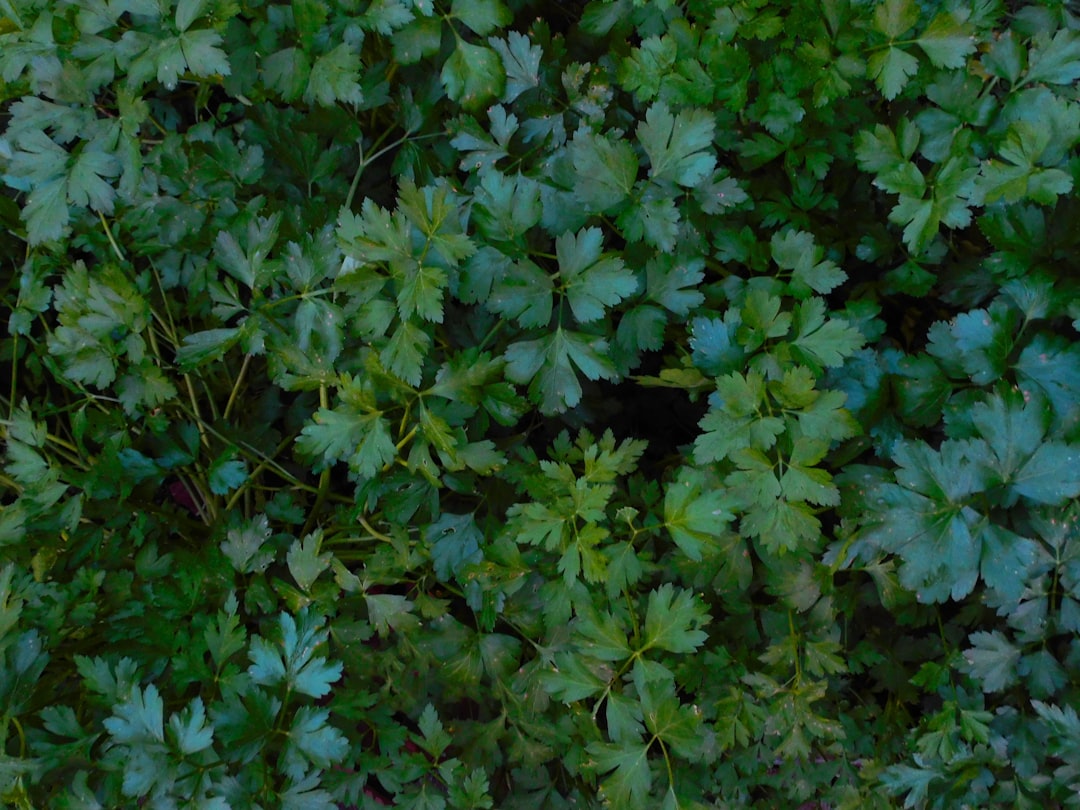 Parsley