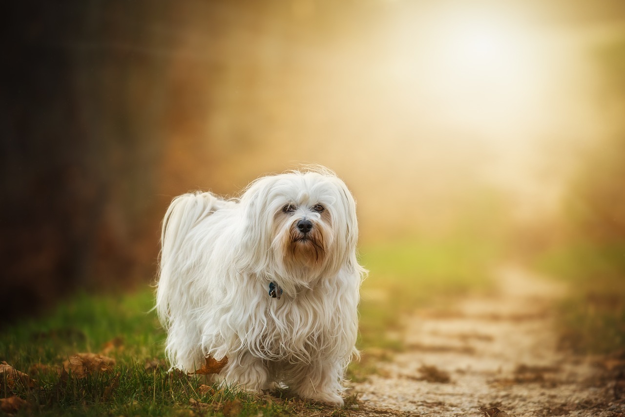 하바나(Havanese)3