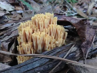 싸리버섯 효능 종류 채취시기 제철 손질법 요리법싸리 보관방법 정리_7