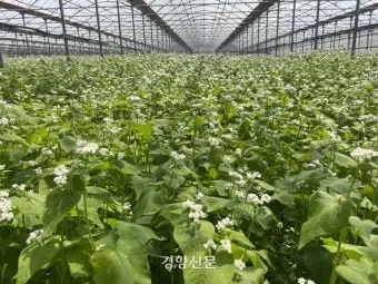 메밀 재배 파종 적기 배수 관리 비료 절감 요령_2