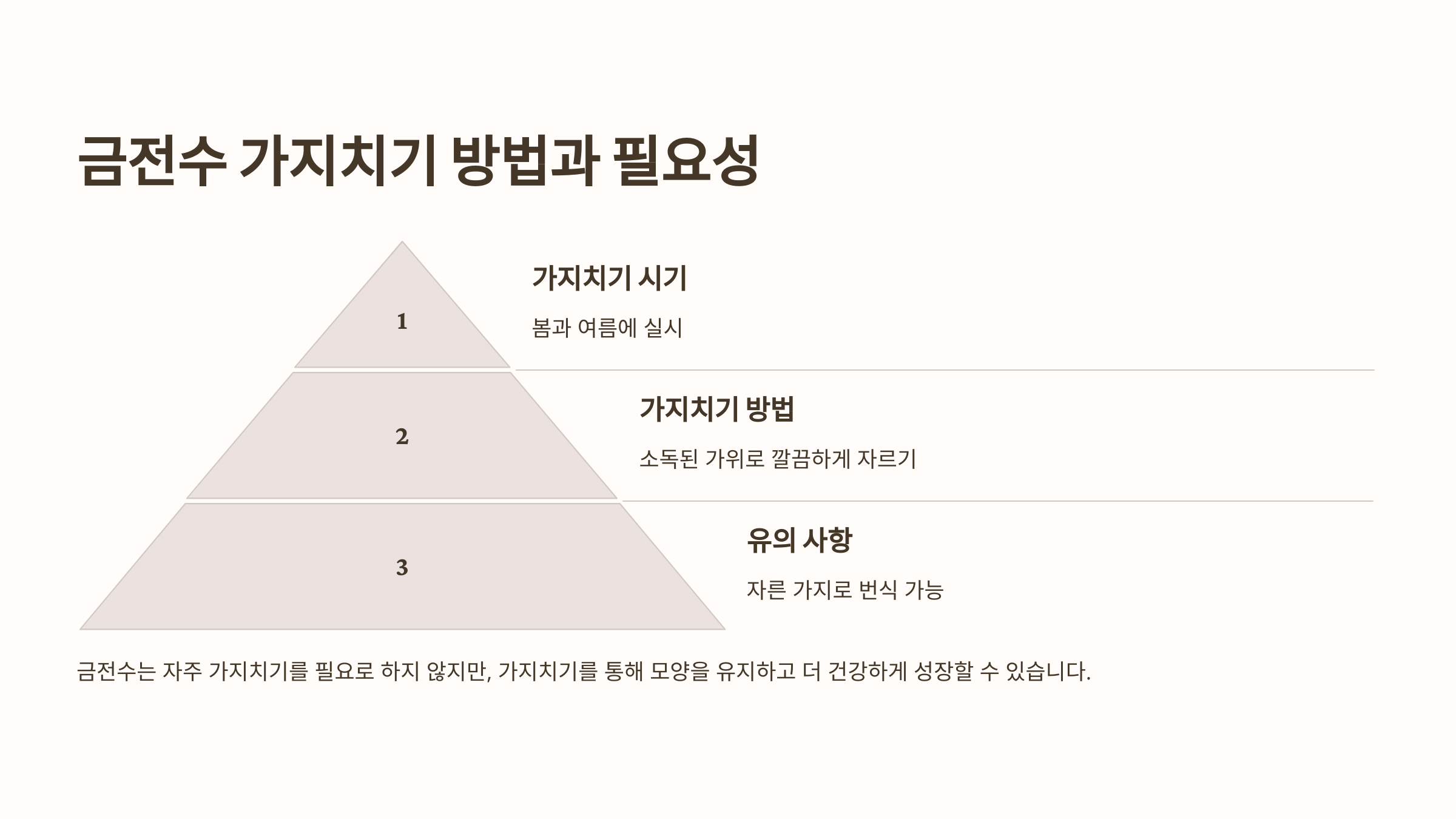 금전수와 관련된 사진입니다.