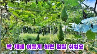 박 재배 직파 심기 순 따기 말림 보관_5