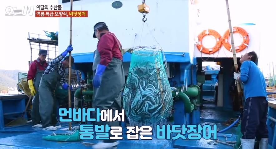 오늘N 이달의 수산물 통영 자연산 바닷장어 구입방법 근해통발수협협동조합 오늘N 2502회