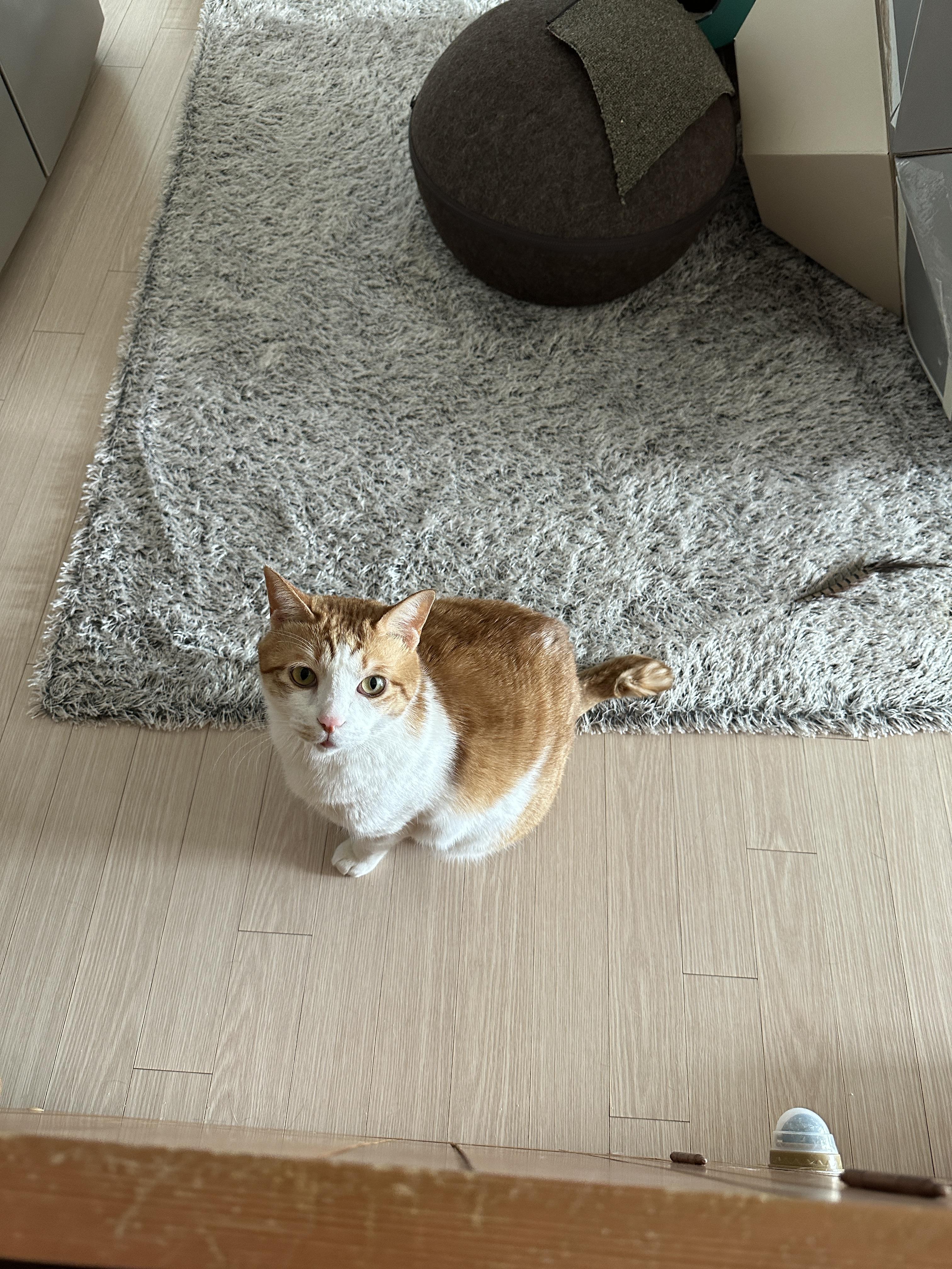 소심한 막둥이가 엄마를 지키는 방법 (feat.긴장해서 코까지 빨개진 막둥이)