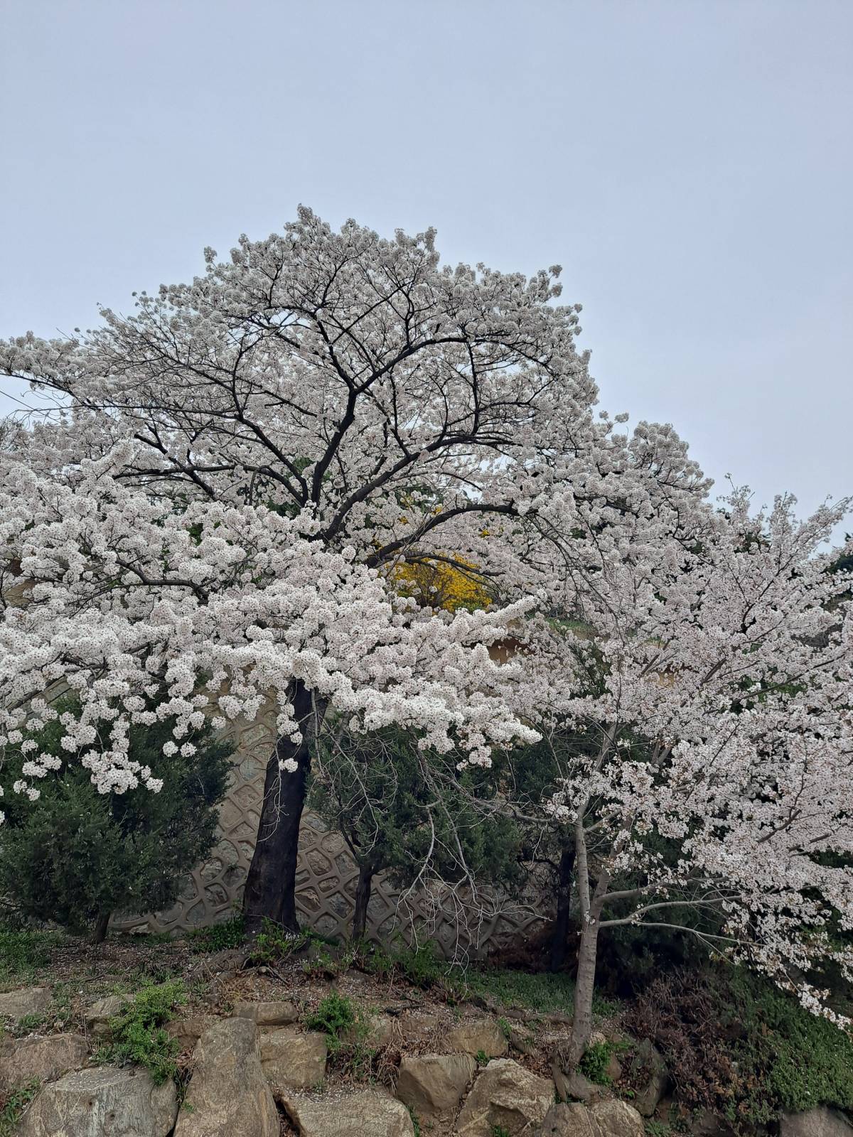 벚꽃나무와 개나리