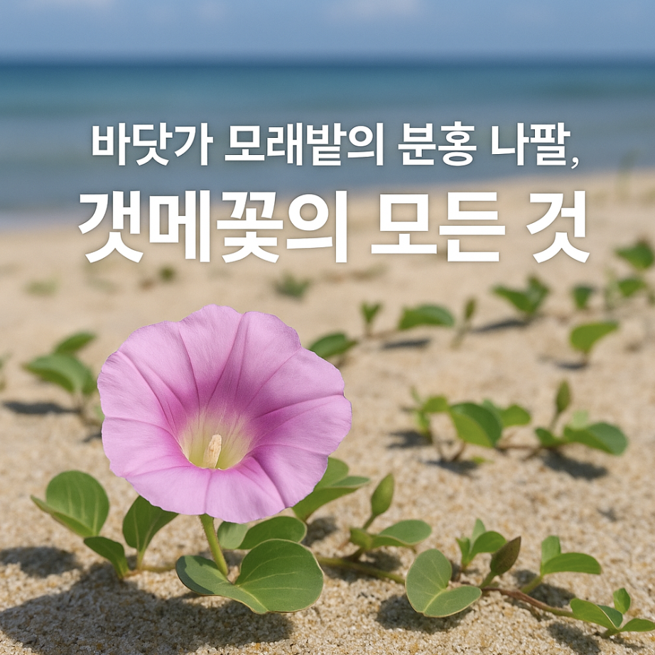바닷가 모래밭의 분홍 나팔, 갯메꽃의 모든 것
