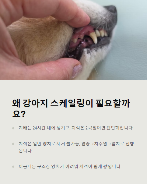 왜 강아지 스케일링이 필요할까요?