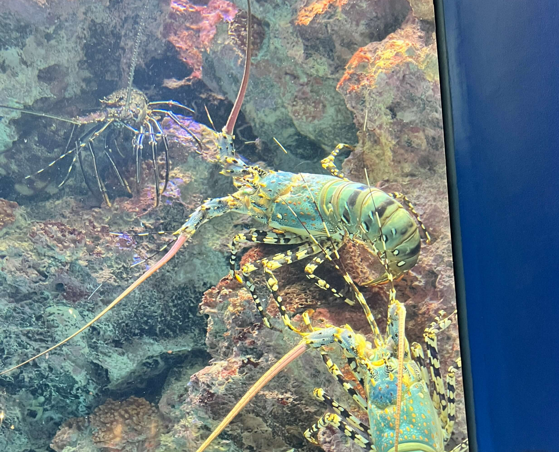 오키나와 1월 날씨