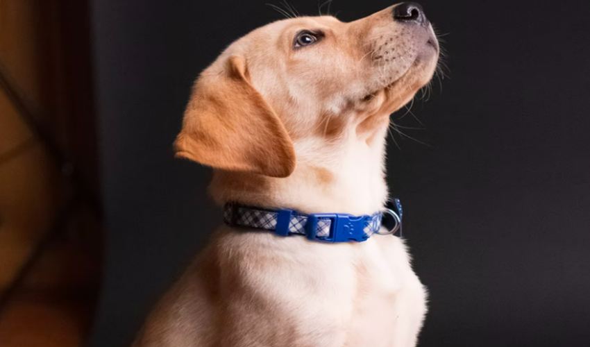 위를-보고-있는-황색-강아지