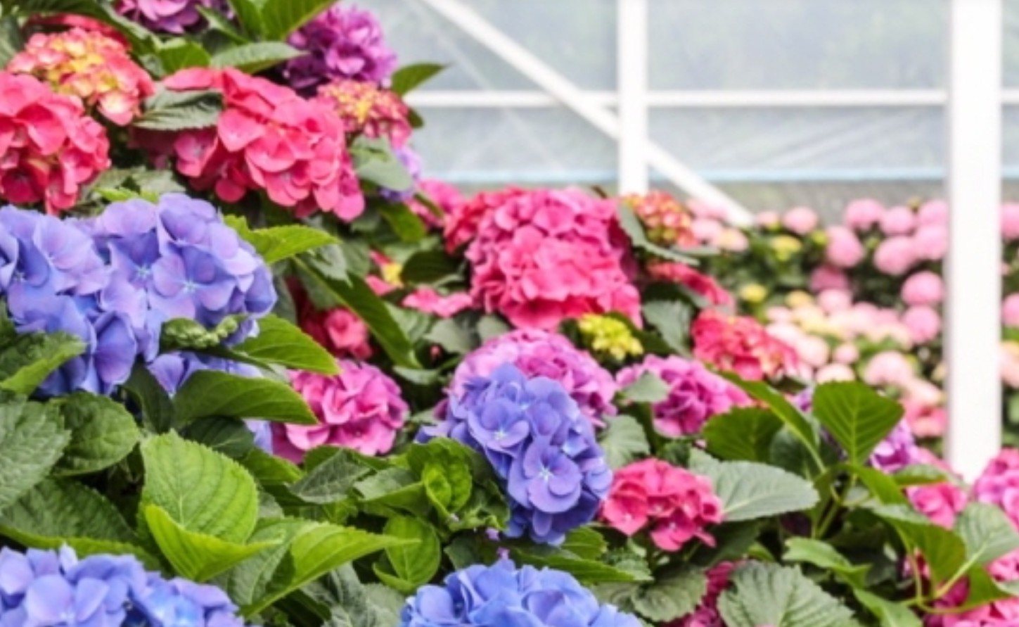 봄꽃 축제 갈 때 꼭 챙겨야 할 필수템